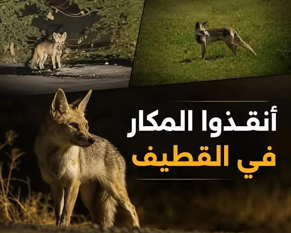 شريط الصحراء الغربي آخر ملاذات الثعلب في القطيف