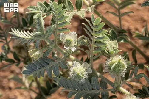 الحسك الأرضي