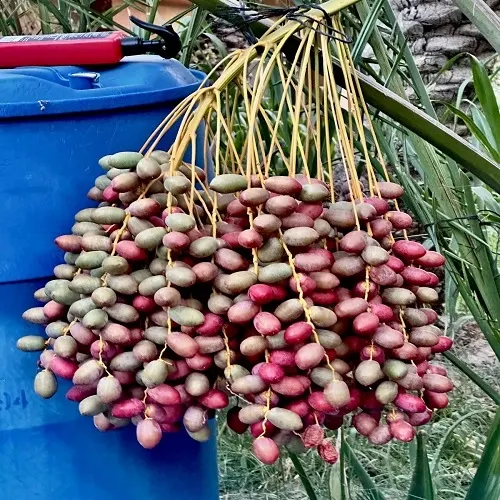 خبر جيد: نحن في “طبّاخ اللون”.. خبر سيء: في “جمرة القيظ”