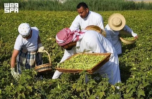 بامية الهيل