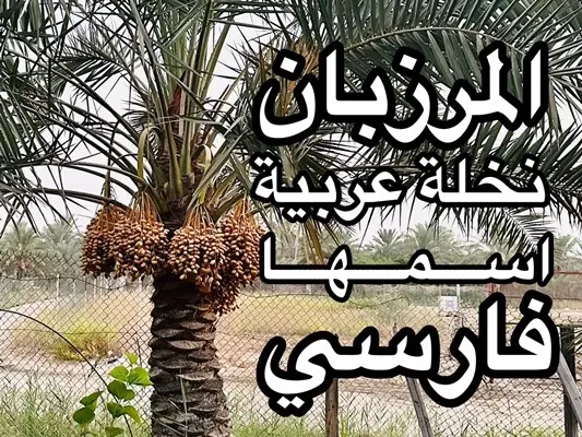 المرزبان.. نخلة عربية اسمها فارسي