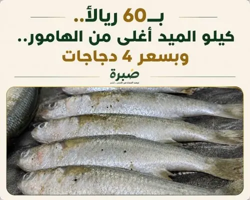 بـ60 ريالاً.. كيلو الميد أغلى من الهامور.. وبسعر 4 دجاجات