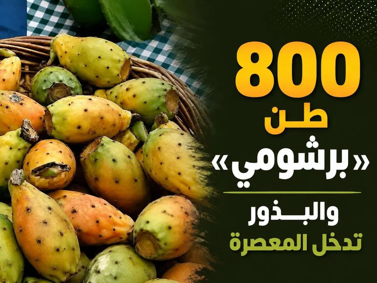 الباحة تنتج 800 طن «برشومي».. وبذوره تدخل المعصرة