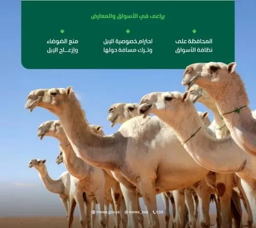 ضوابط بيع الإبل وتأجيرها ومقايضتها