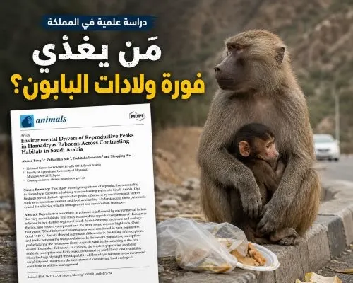 طعام البشر يدخل معادلة التكاثر «أنيمالز» تفتح ملف البابون في المملكة: مَن يغذّي فورة الولادات؟