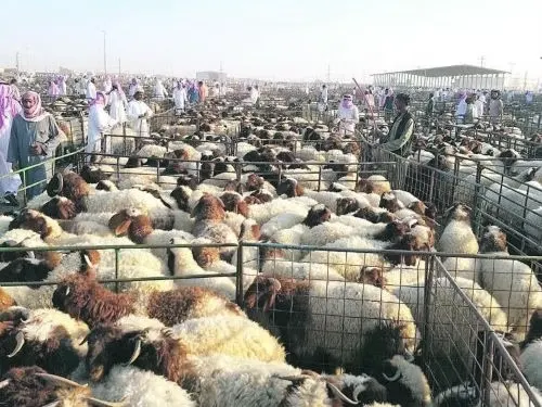 «دليل نقل الثروة الحيوانية».. الرفق بالحيوان أولاً