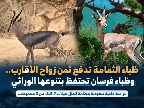 ظباء الثمامة تدفع ثمن زواج الأقارب.. وظباء فرسان تحتفظ بتنوعها الوراثي
