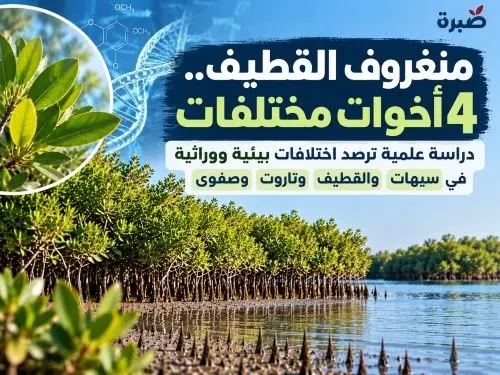 منغروف القطيف.. 4 أخوات مختلفات.. من أب واحد